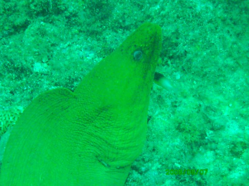 Kaptain’s Kurls Reef, and Julie’s off of Jupiter, Florida