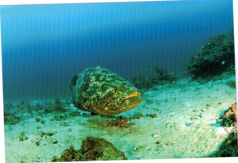 Ron’s Reef, West Palm Florida