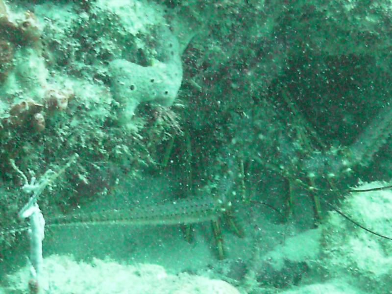 Closer view but blurry Lobster at Breaker’s Reef
