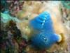 Christmas Tree Worm - Fiji