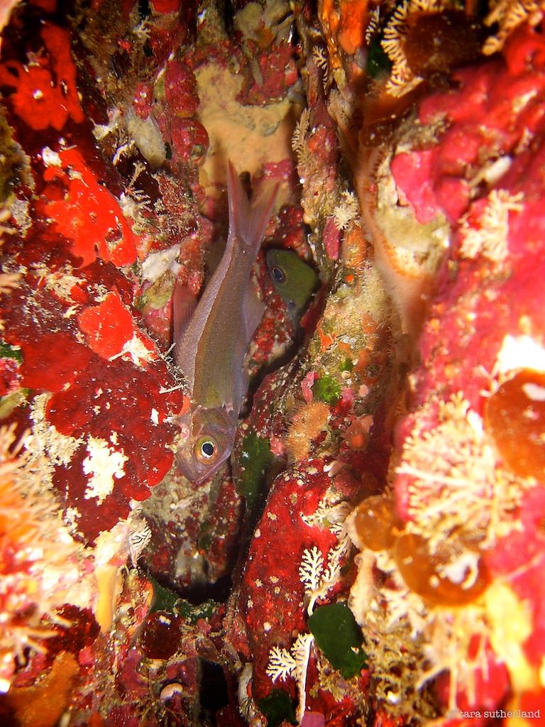 Slender Roughy