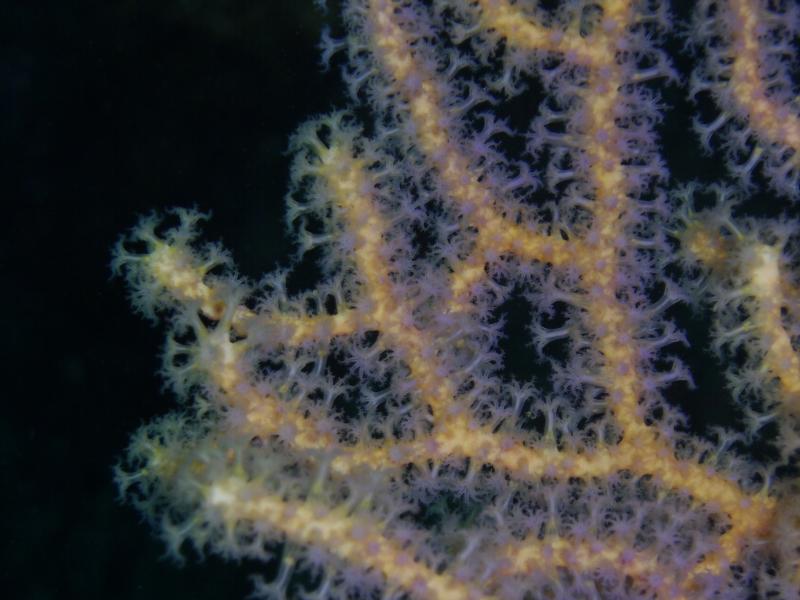 Gorgonian Fan