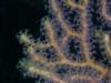 Gorgonian Fan