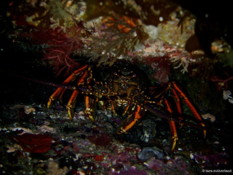 Crayfish at Northern Arch