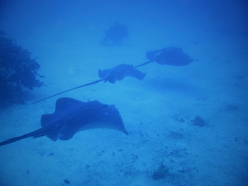 Long tail Stingrays