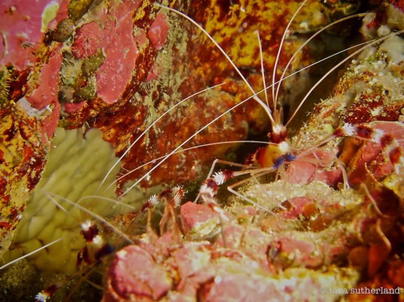 Red Banded Coral Shrimp