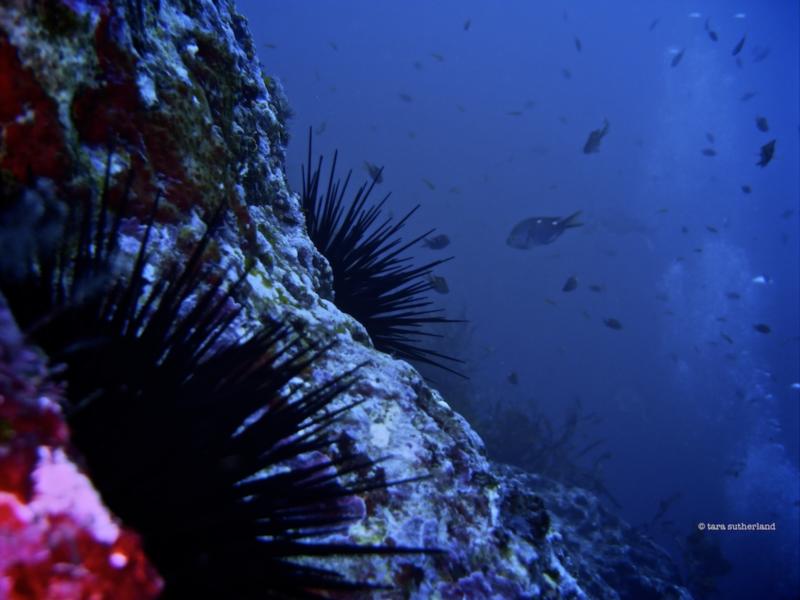 40m below - visibility interrupted by only bubbles