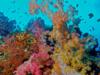 Fiji’s Soft Corals