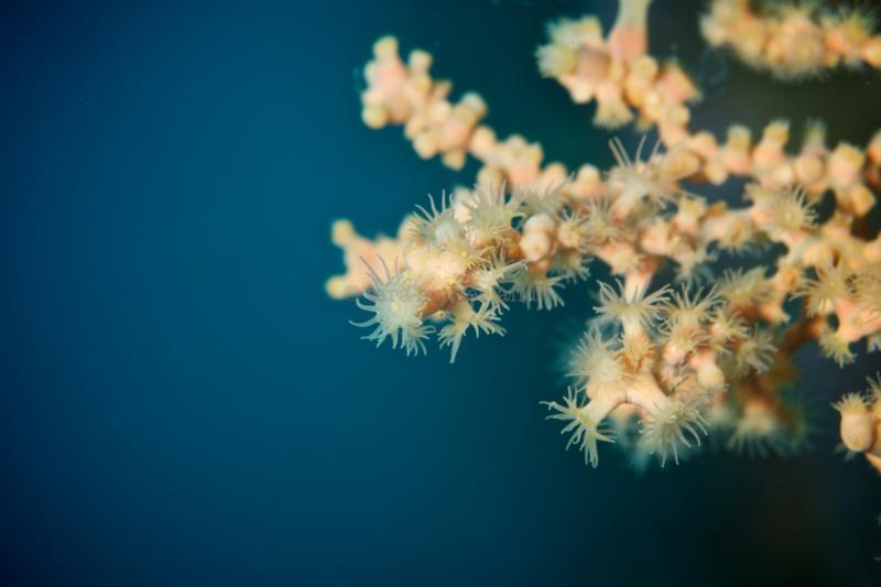 open Gorgonian Fan polyps