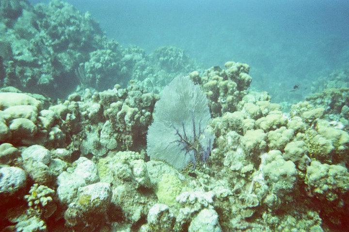 Coral in Grand Cayman