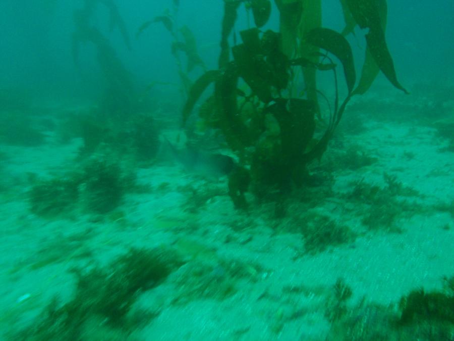 Cali Kelp diving