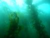 Cali Kelp diving
