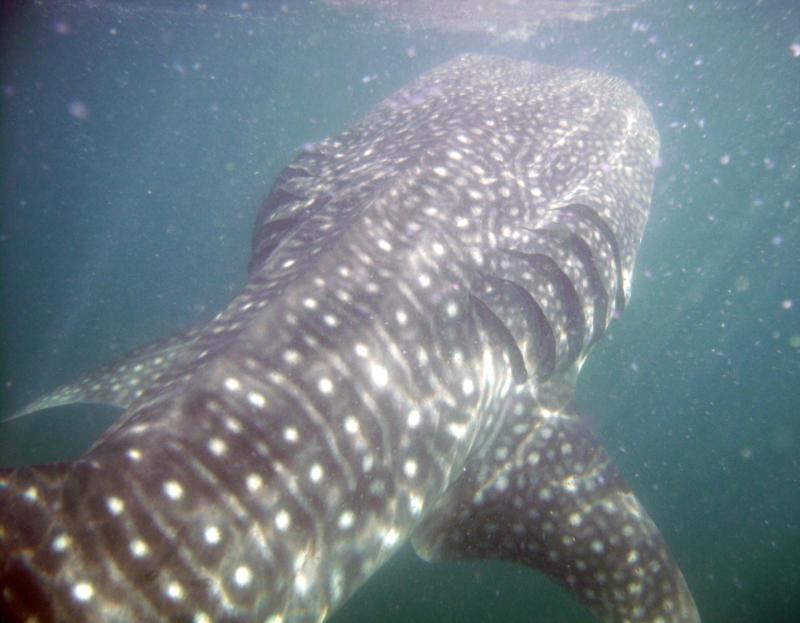 Whale Shark La Paz MX