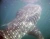 Whale Shark La Paz MX