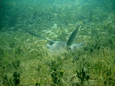 Culebra `05