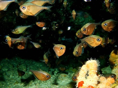 Culebra `05