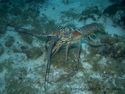 Culebra `05
