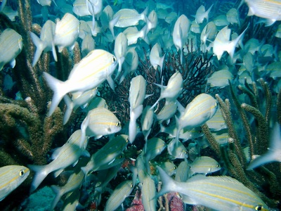 Culebra `05