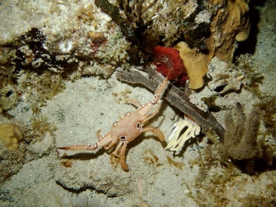 Culebra `05