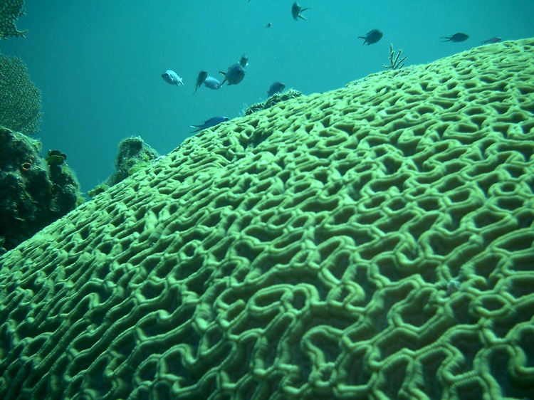 Coral