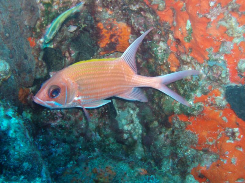 squirrel fish