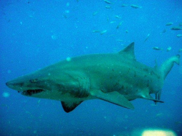 Sand Tiger - Off North Carolina