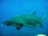 Sand Tiger - Off North Carolina