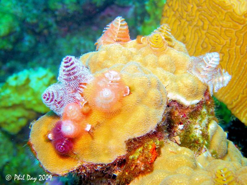 Christmas Tree Worms