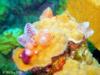 Christmas Tree Worms