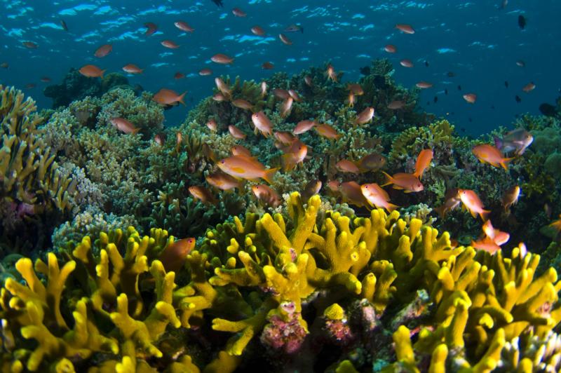 reef in bunaken