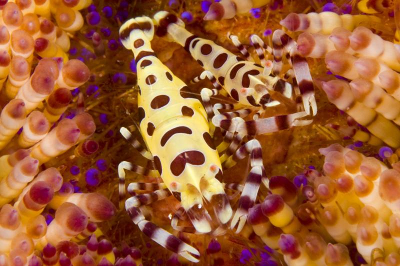 Coleman shrimp on fire urchin