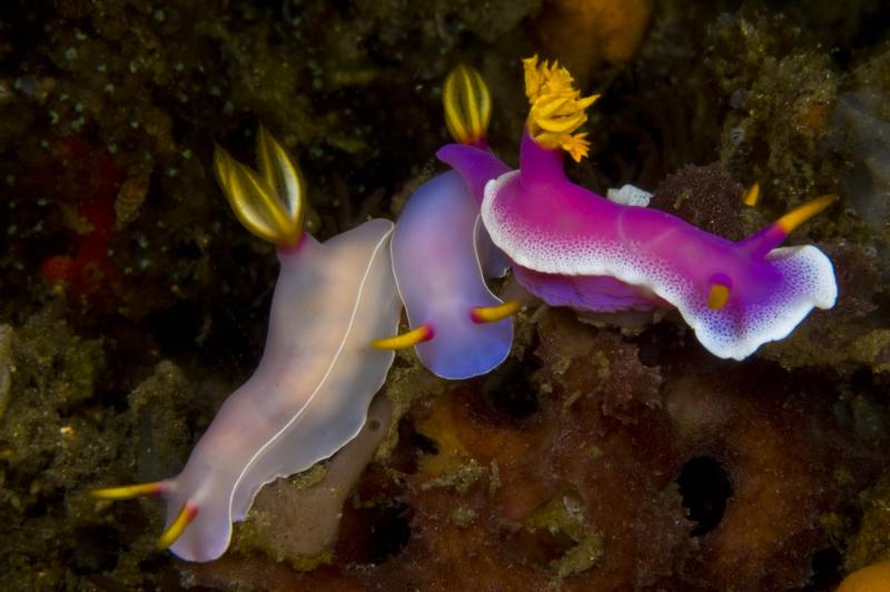 3 nudibranch in Lembeh