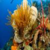 Dominica Reef Scene