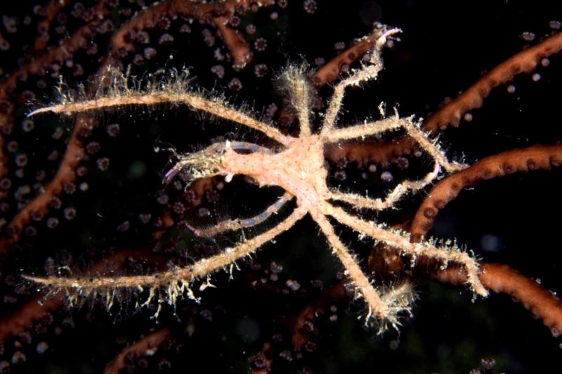 Neck Crab, Saba