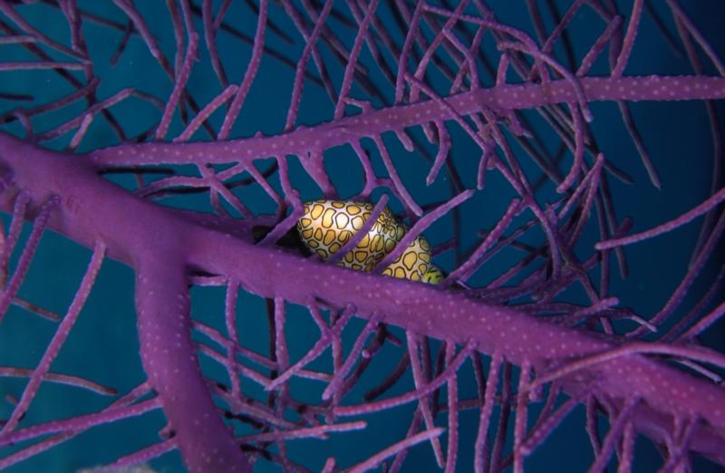 flamingo tongue
