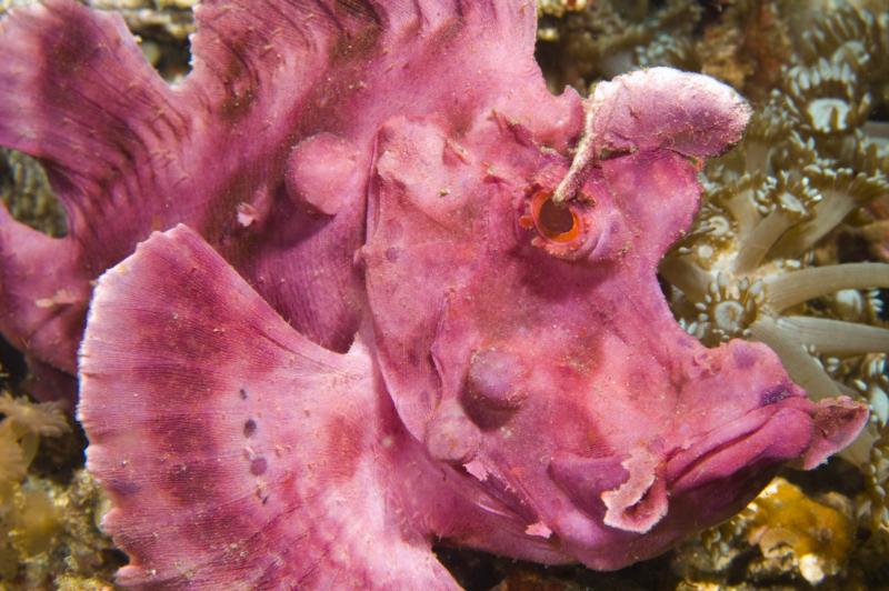 Rhinopias