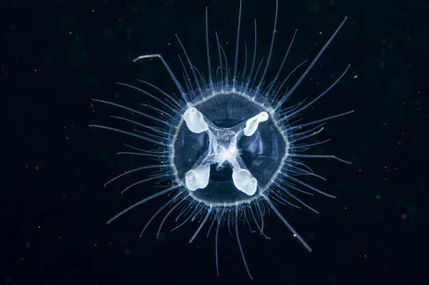 Freshwater Jelly Fish in North Carolina