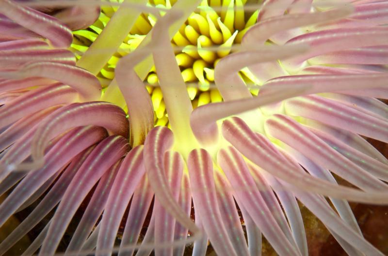 Tube Anemone in Anilao, Philippines