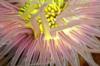 Tube Anemone in Anilao, Philippines