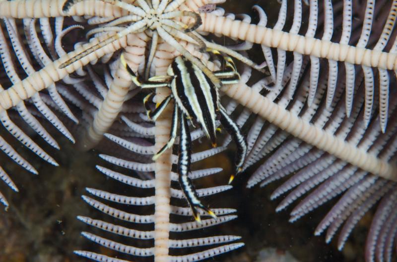 Squat Lobster, Anilao Philippines