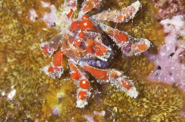 cryptic teardrop crab