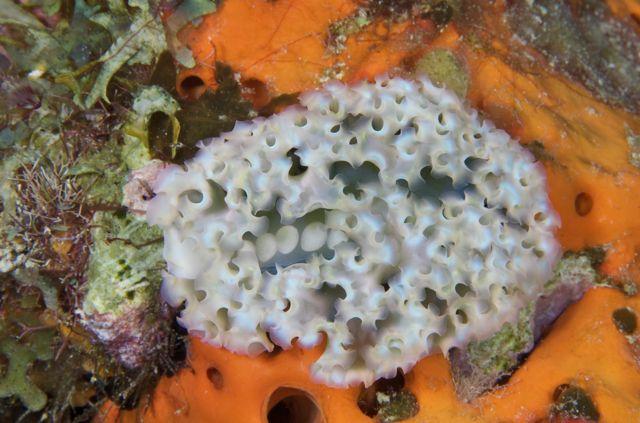 Lettuce Sea Slug on Sponge( why was he there?)