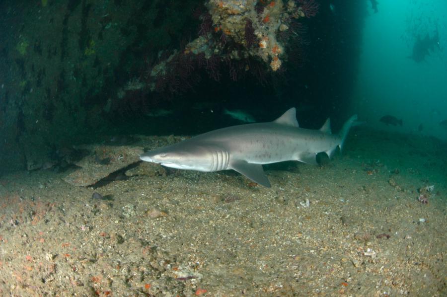 Sand Tigers on Hyde