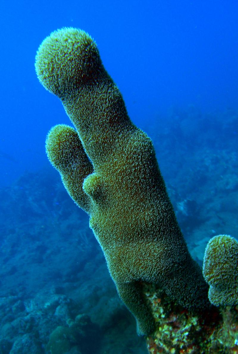 Saba 2009 - I call it "underwater cactus"
