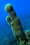 Saba 2009 - I call it "underwater cactus"