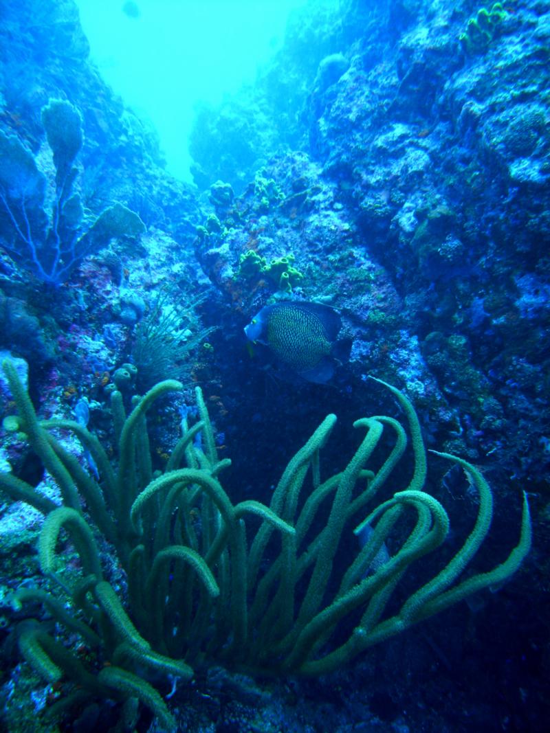 Saba 2009