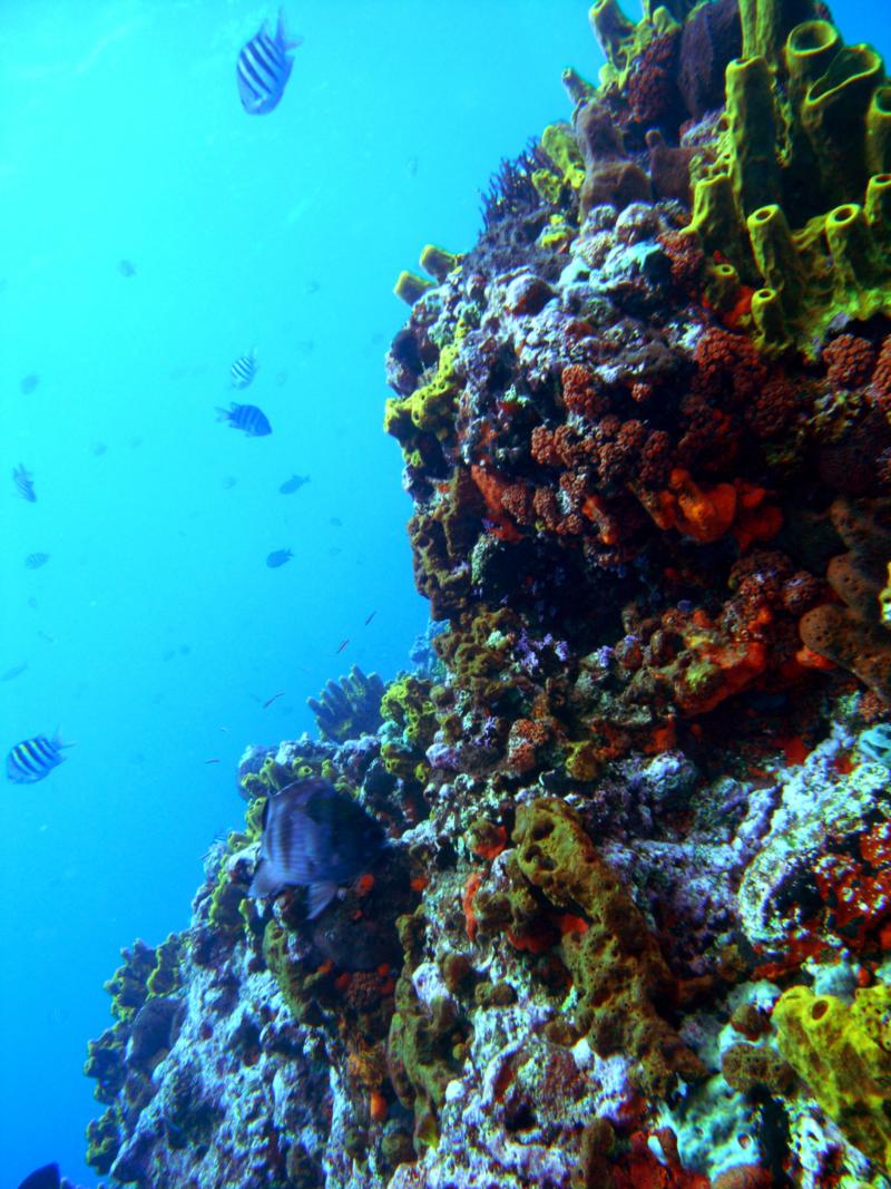 Saba 2009
