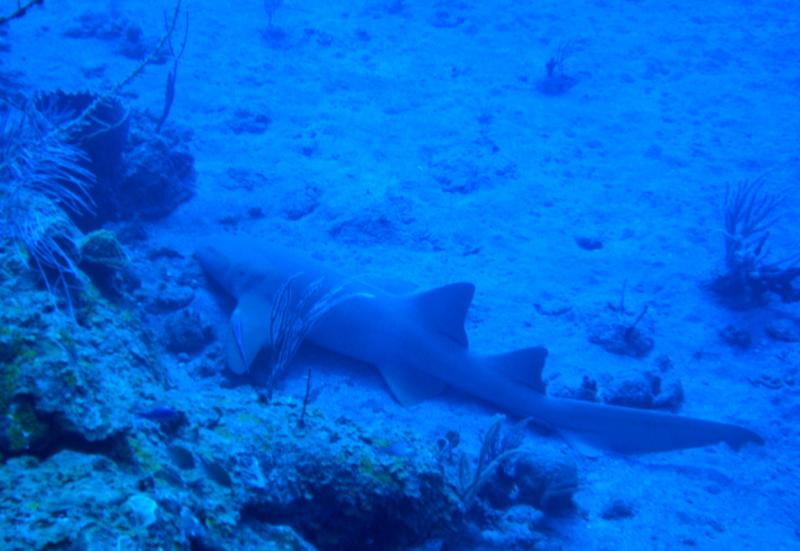 Also saw many nurse sharks on night dive