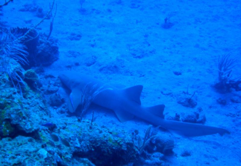 Also saw many nurse sharks on night dive