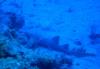 Also saw many nurse sharks on night dive